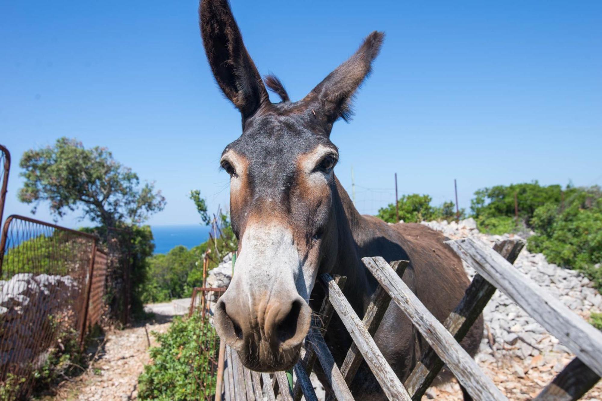 Ferienwohnung App Bonic Veli Lošinj Exterior foto
