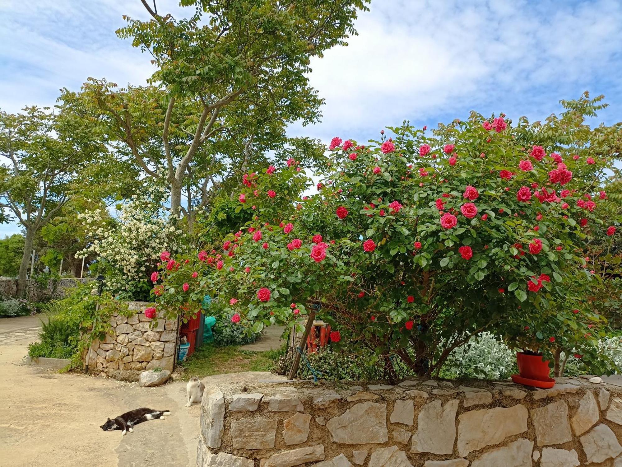 Ferienwohnung App Bonic Veli Lošinj Exterior foto