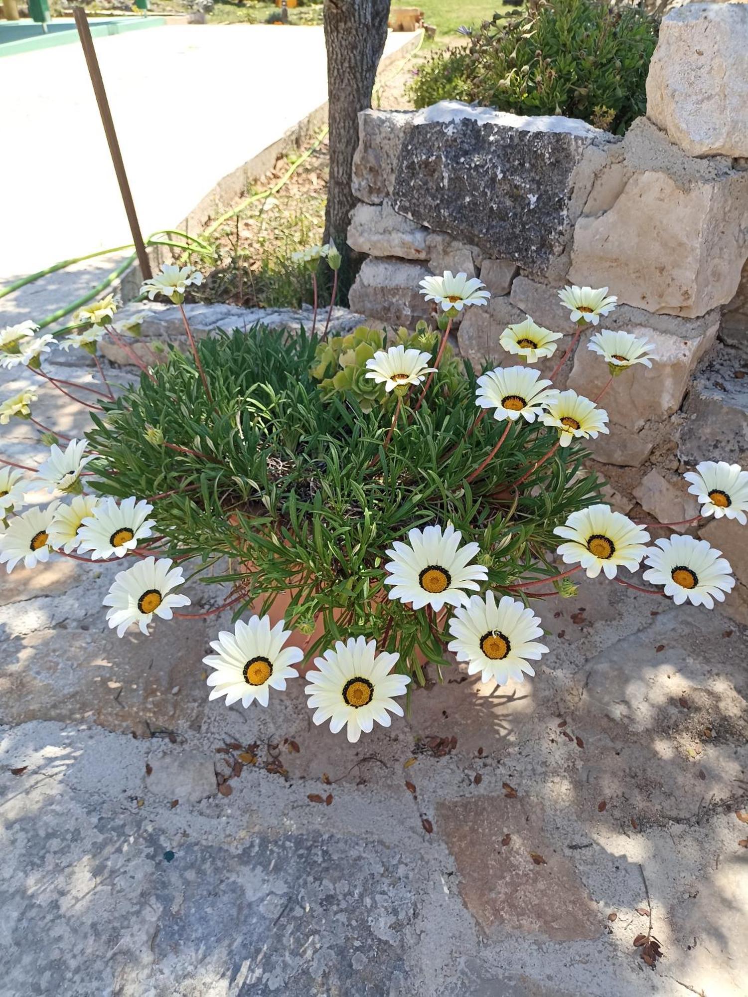 Ferienwohnung App Bonic Veli Lošinj Exterior foto